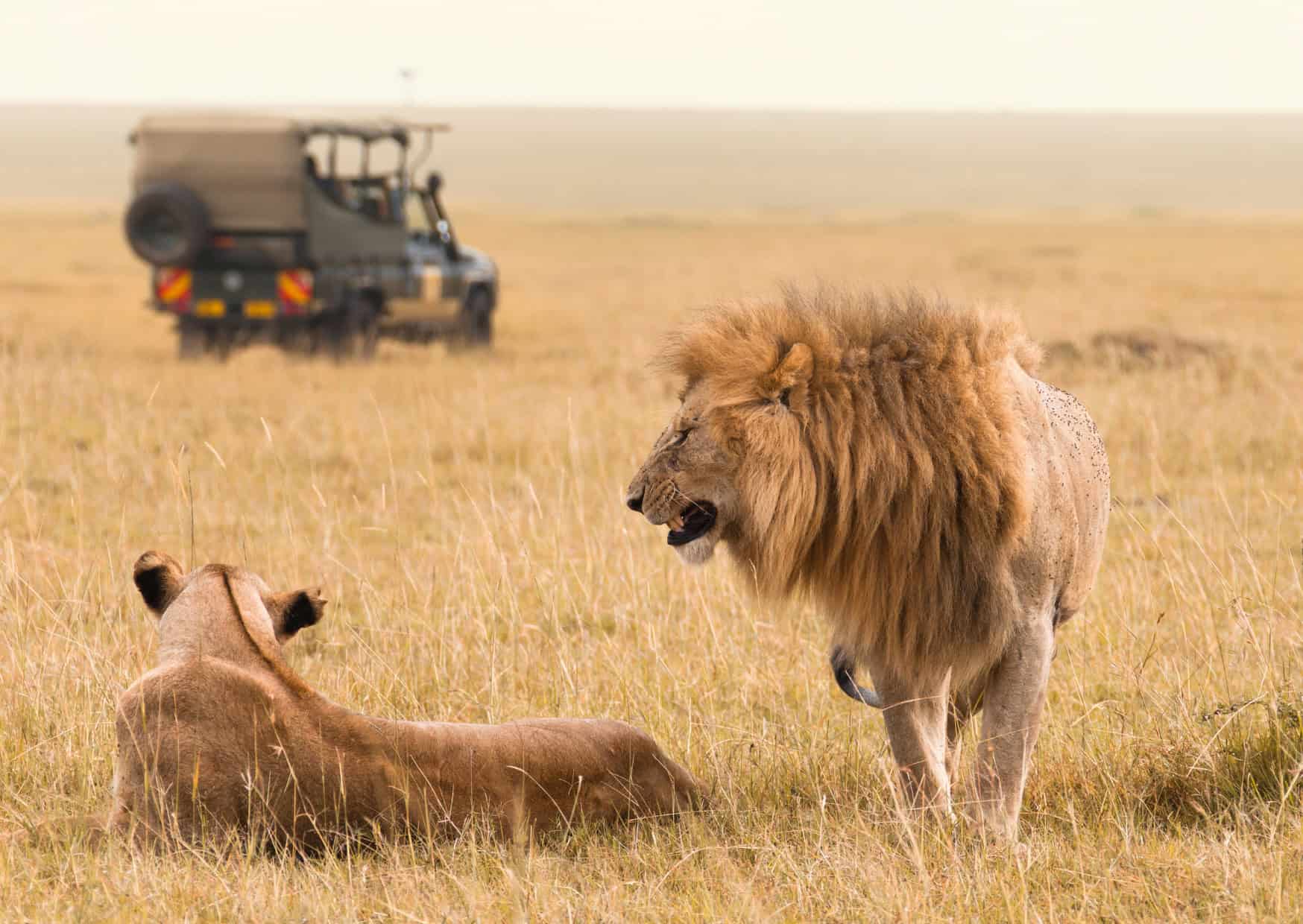 The Dark Side of Touristic Wildlife Encounters 5 Dark Side of Wildlife Encounters LIon walks in Africa