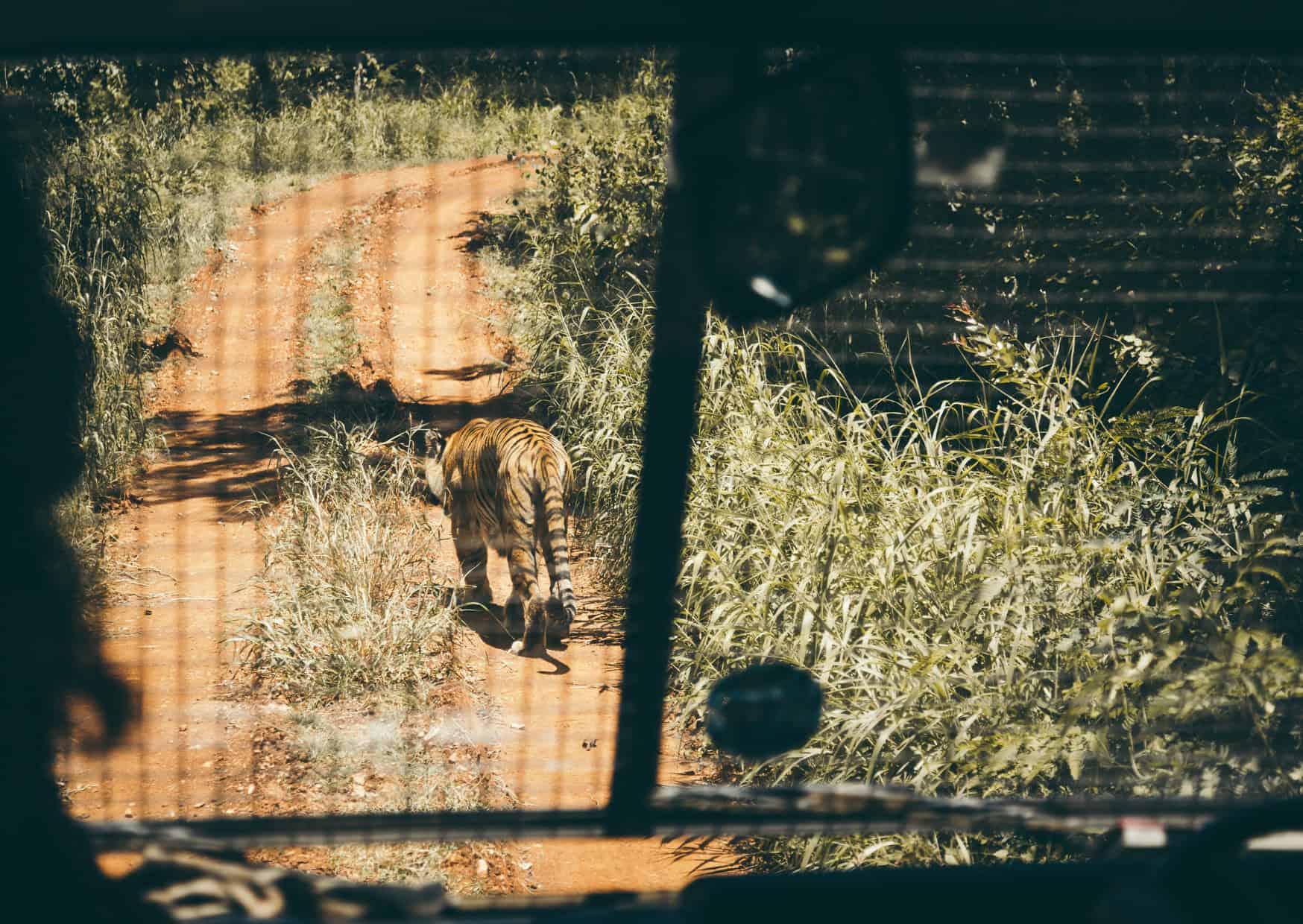The Dark Side of Touristic Wildlife Encounters 2 The Dark Side of Touristic Wildlife Encounters