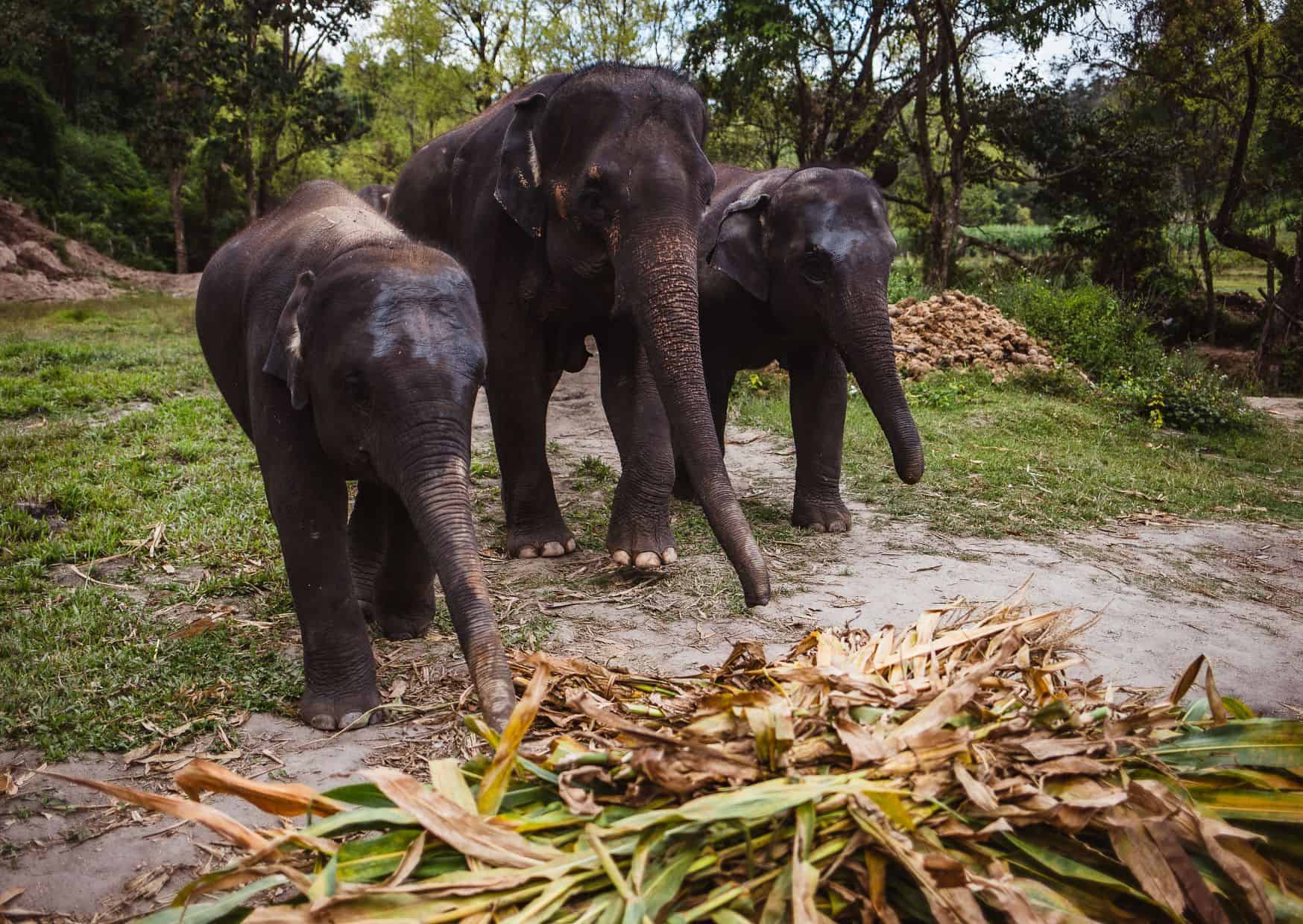 Why Not to Visit an Elephant Sanctuary And Reasons to Visit One On Your Travels 3 Why Not to Visit an Elephant Sanctuary And Reasons to Visit One On Your Travels