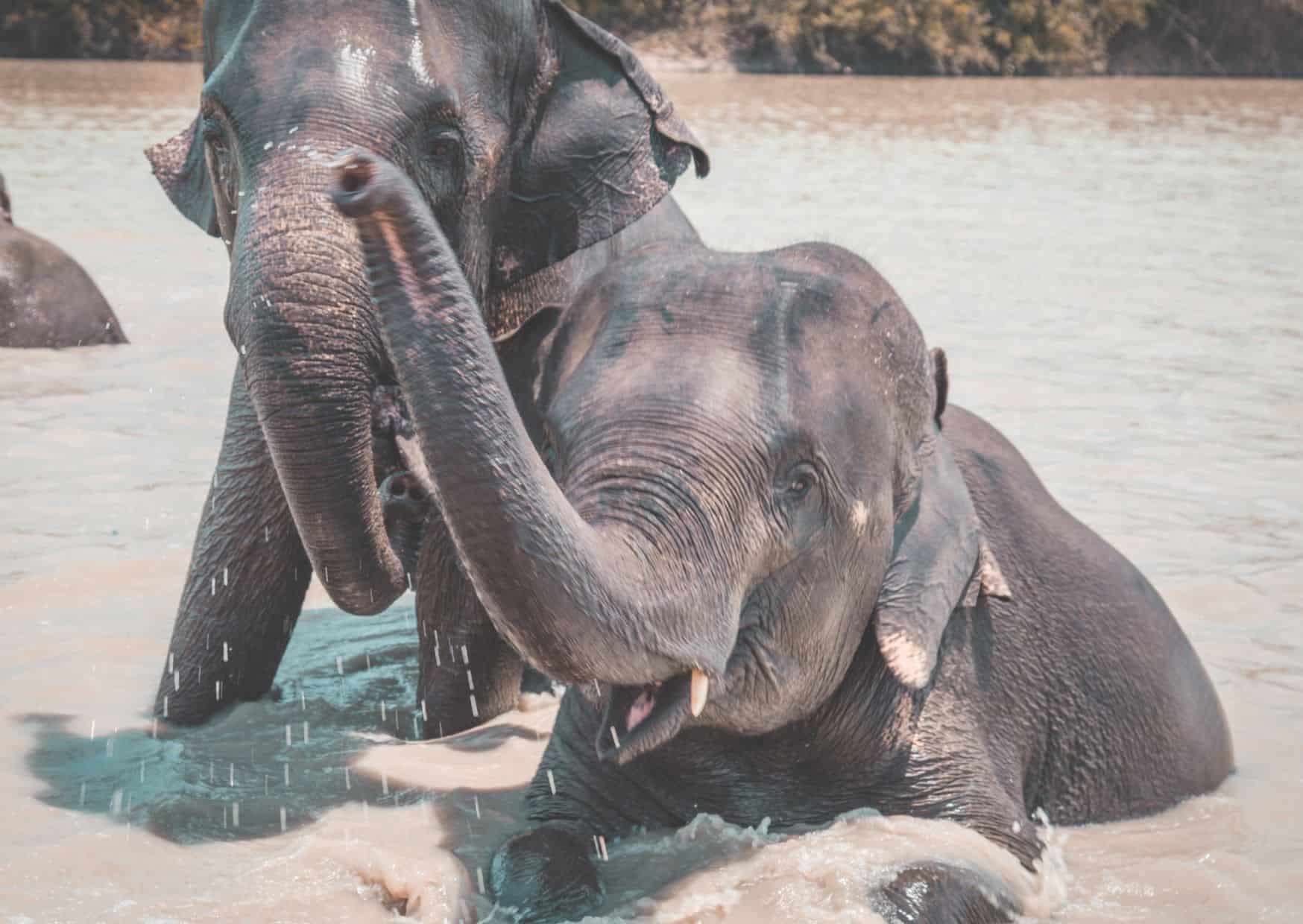 Why Not to Visit an Elephant Sanctuary And Reasons to Visit One On Your Travels 1 Why Not to Visit an Elephant Sanctuary And Reasons to Visit One On Your Travels