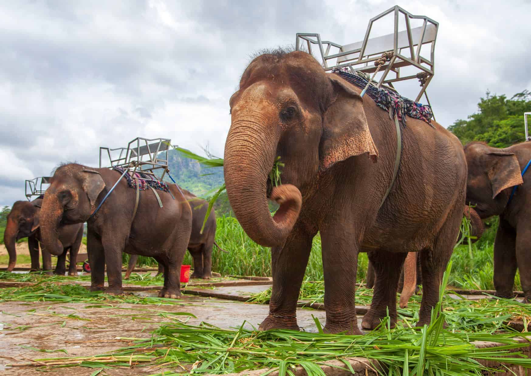 Why Not to Visit an Elephant Sanctuary And Reasons to Visit One On Your Travels 5 Why Not to Visit an Elephant Sanctuary And Reasons to Visit One On Your Travels