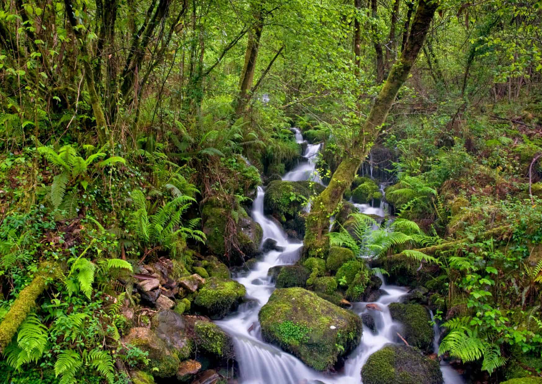 13 Most Unique Destinations in Spain That Most Travelers Skip 7 Fragas do Eume (Galicia)