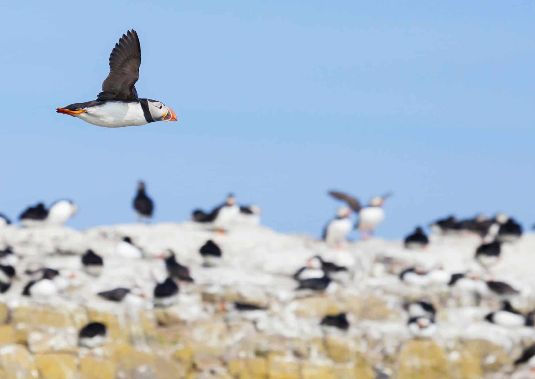 15 Most Underrated Experiences in Europe 6 Puffin Colony in Vestmannaeyjar