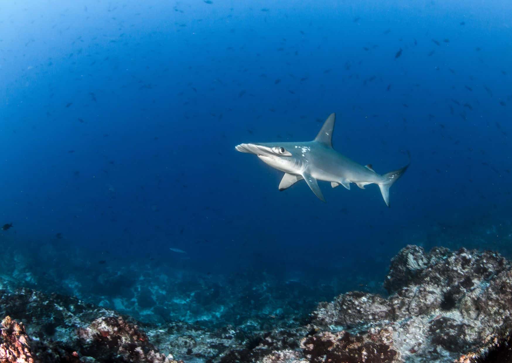 15 Unreal Diving Destinations That Feel Like Another Planet 9 Cocos Island Costa Rica