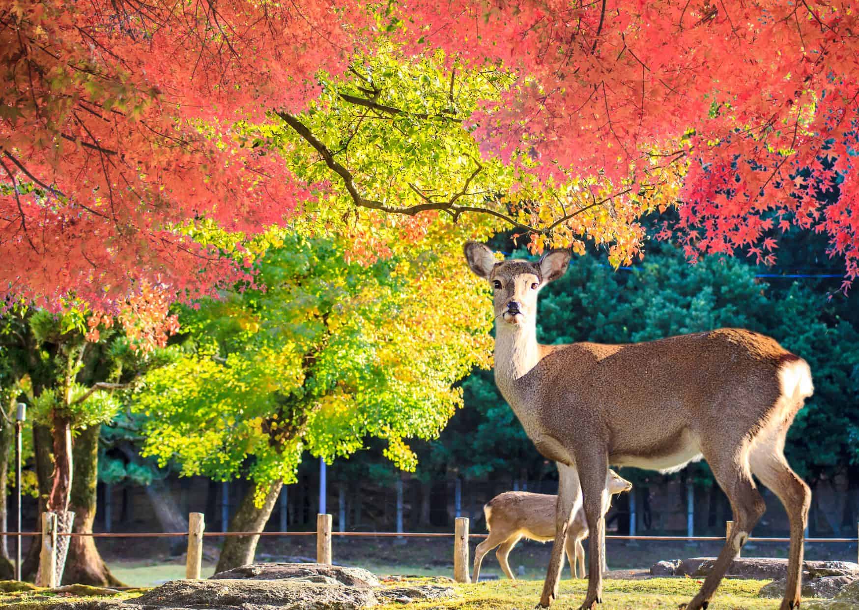 Forget About Tokyo in Japan and Visit These Places Instead 6 Nara,