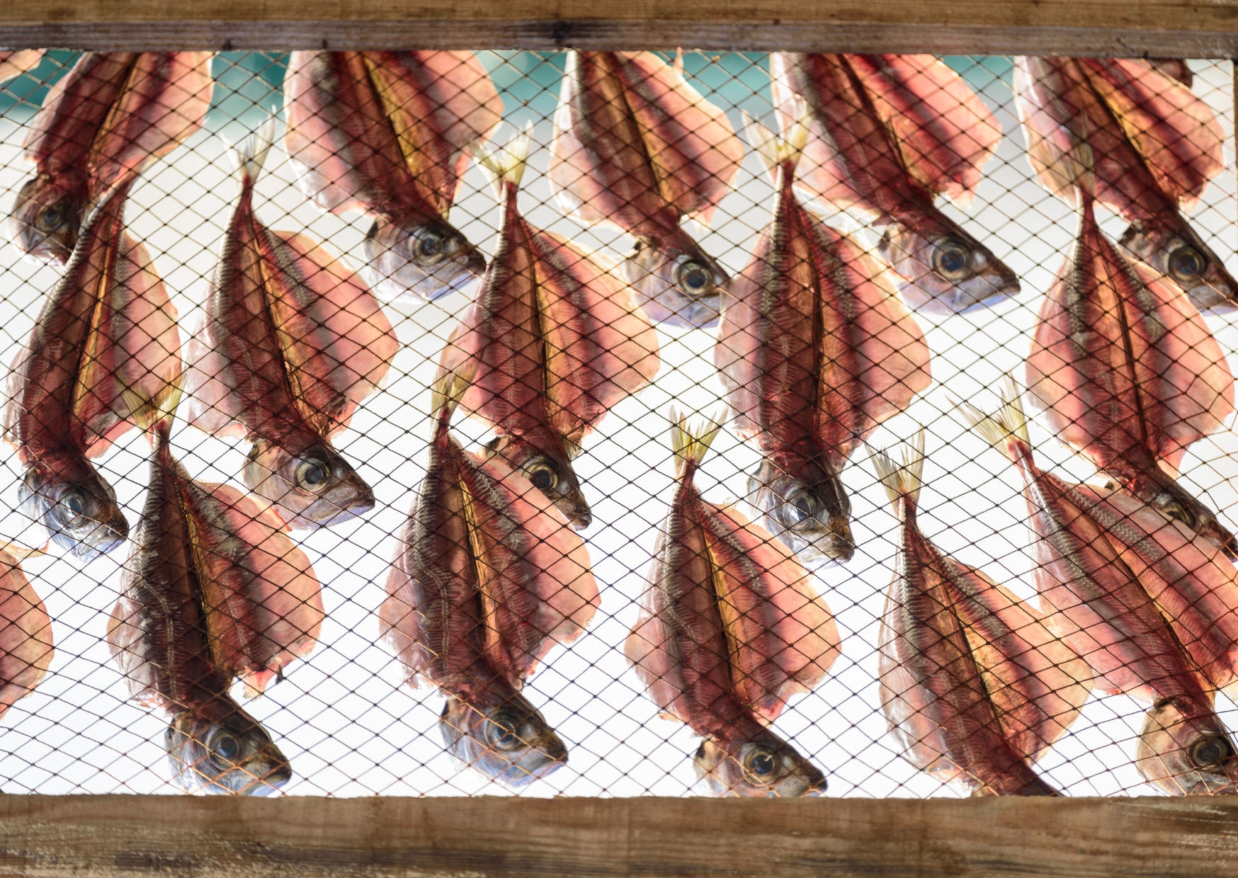 Portuguese Leave Fish in the Sun 3