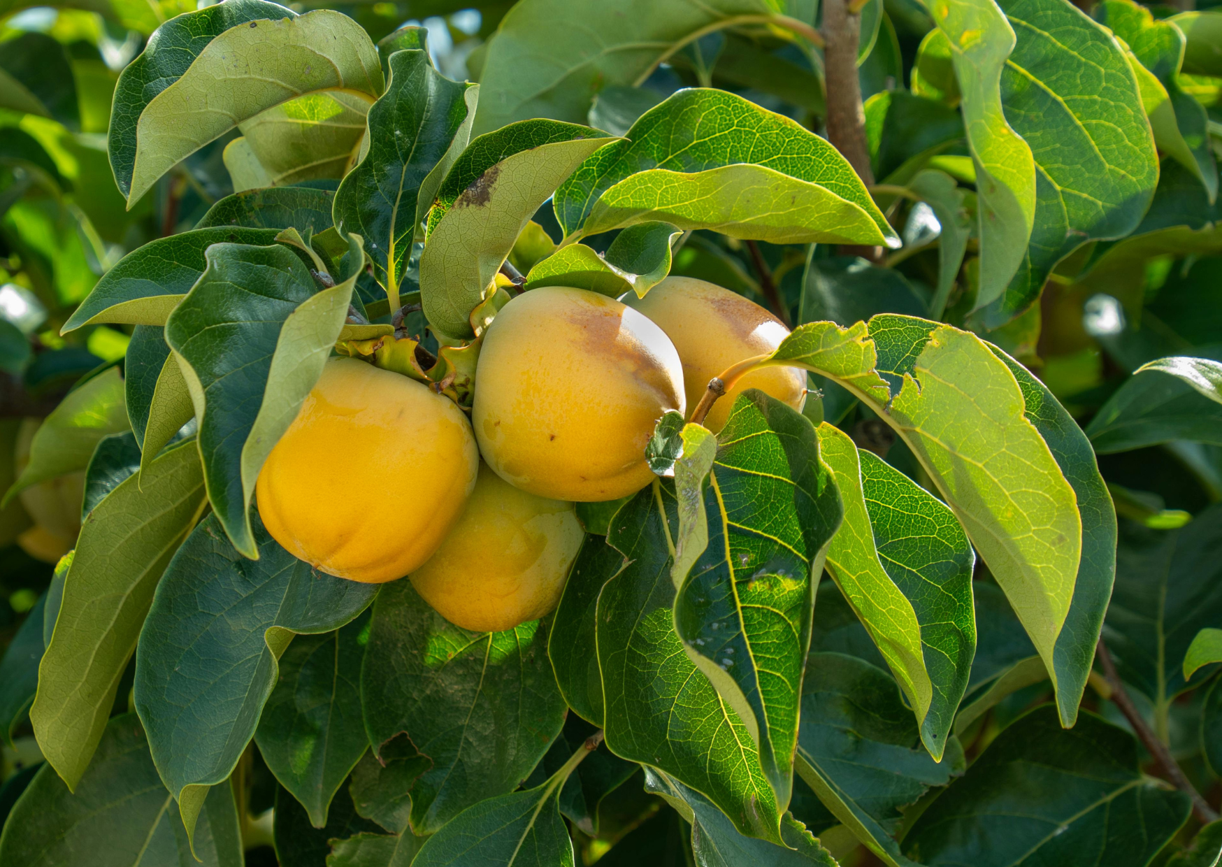 Why European Produce Tastes Better in Winter - The Science 6 produce