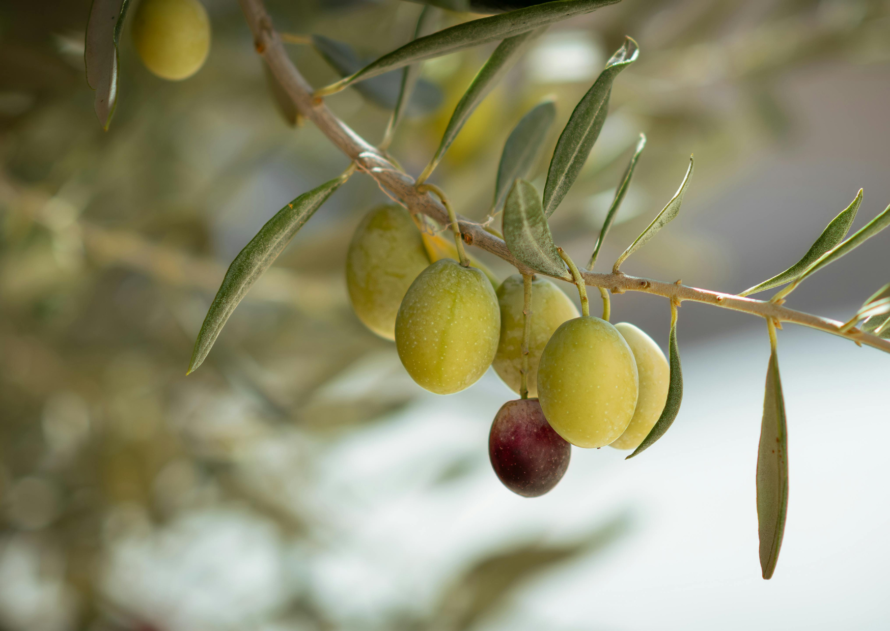 What Happens When You Stop Eating Seed Oils for 14 Days (With Recipe Inside) 4 seed oils 4