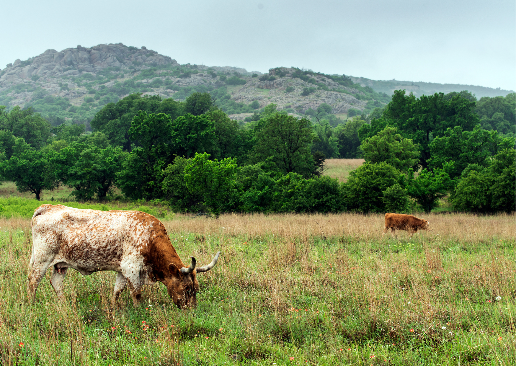 texas 4