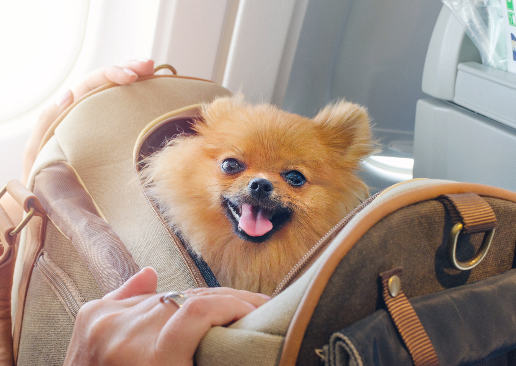 Flying Your Dog to Europe Can Cost More Than Your Own Ticket 2 flying a dog to europe 2