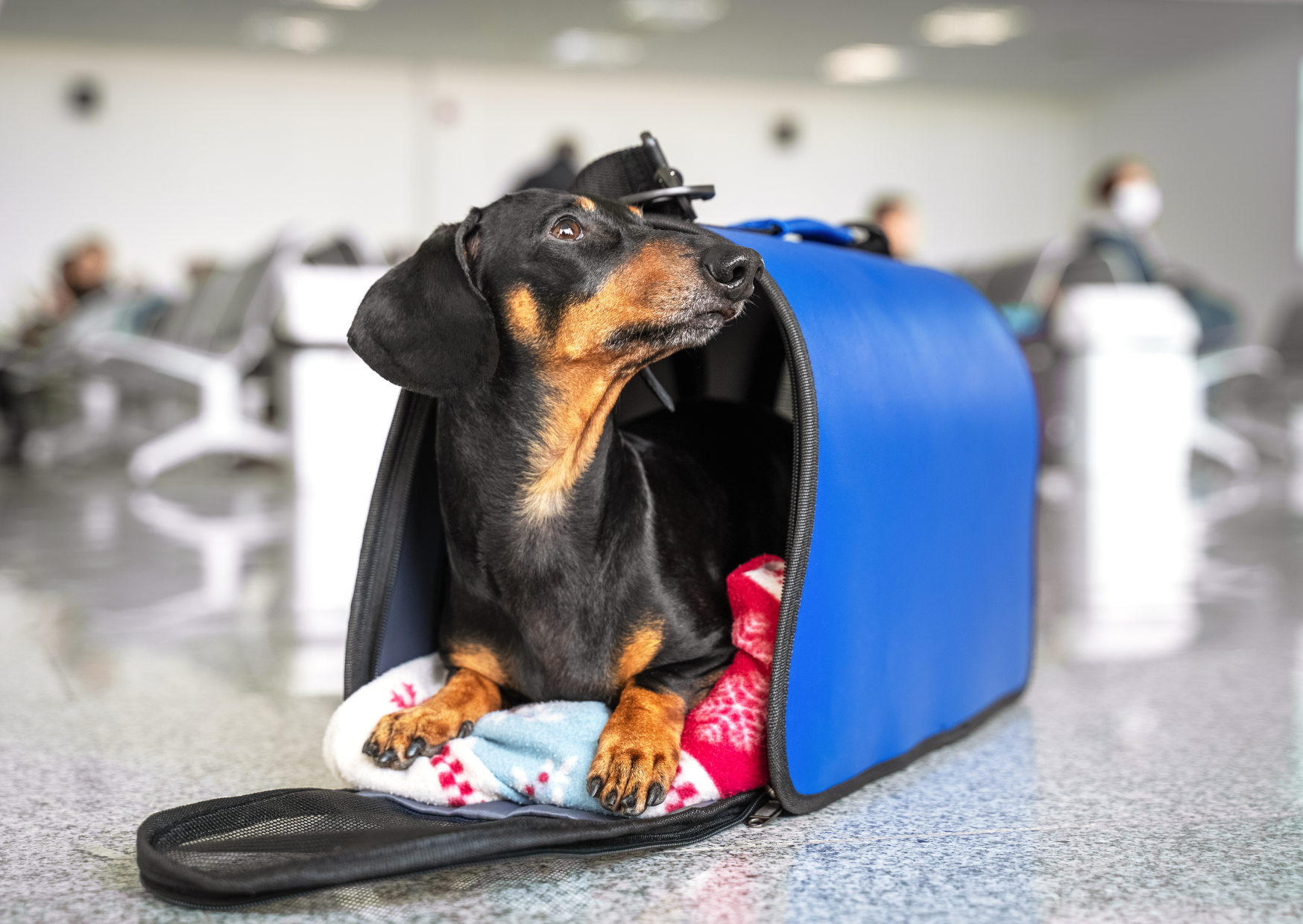 Flying Your Dog to Europe Can Cost More Than Your Own Ticket 3 flying a dog to europe 3