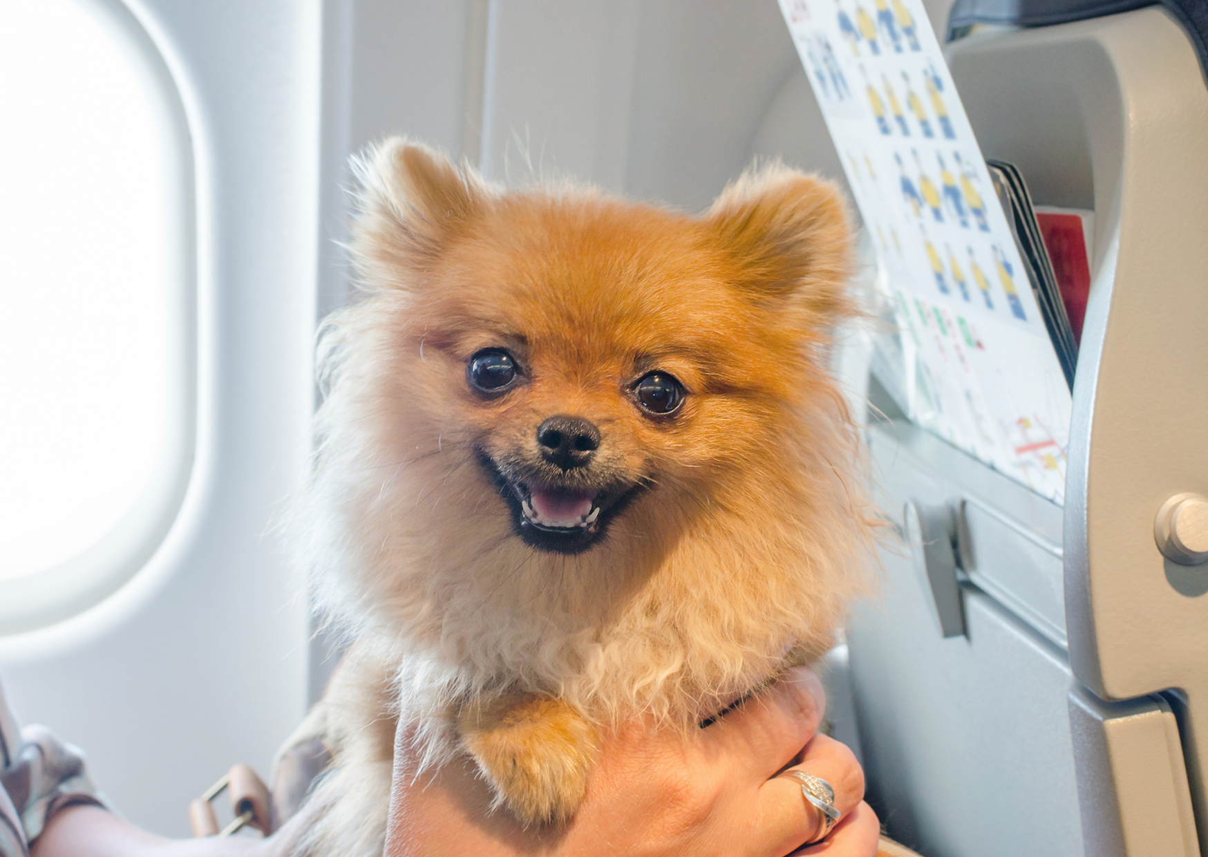 Flying Your Dog to Europe Can Cost More Than Your Own Ticket 4 flying a dog to europe 4