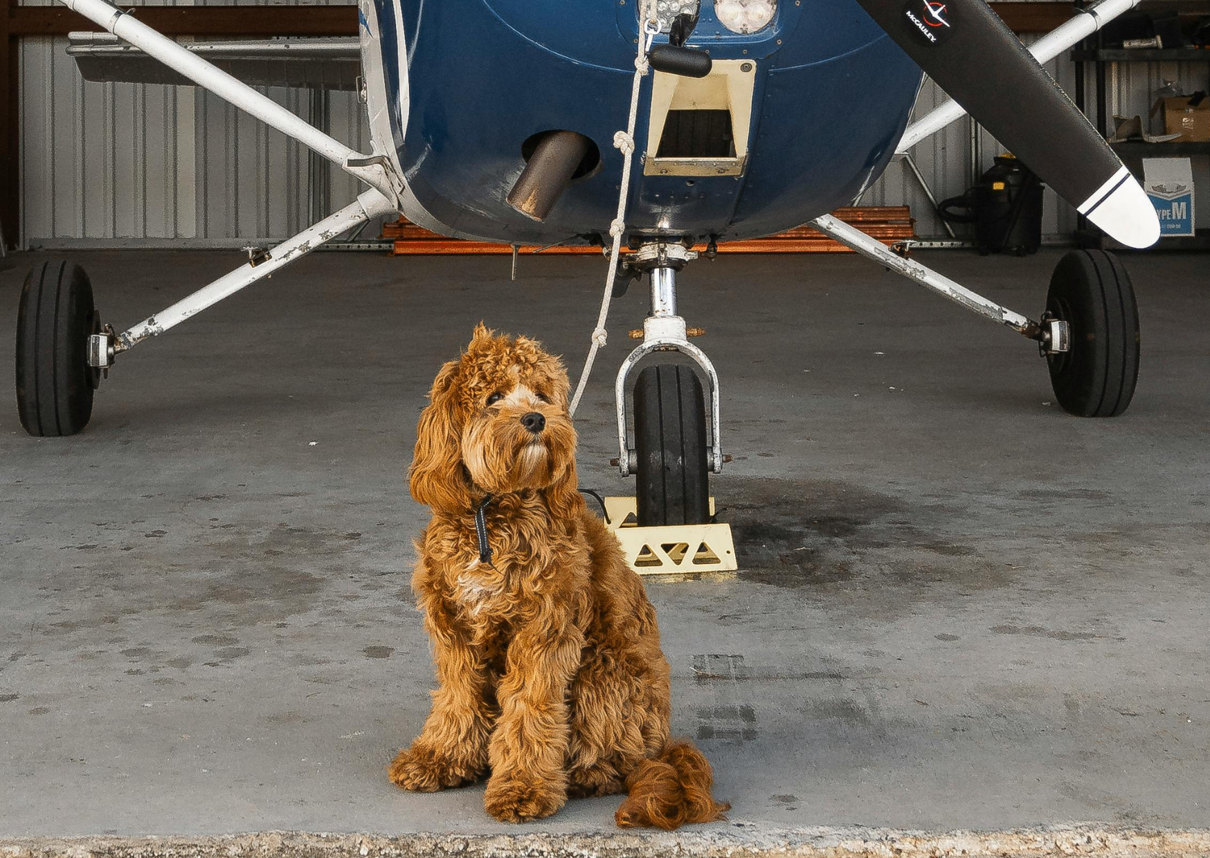 Flying Your Dog to Europe Can Cost More Than Your Own Ticket 1 flying a dog to europe 5