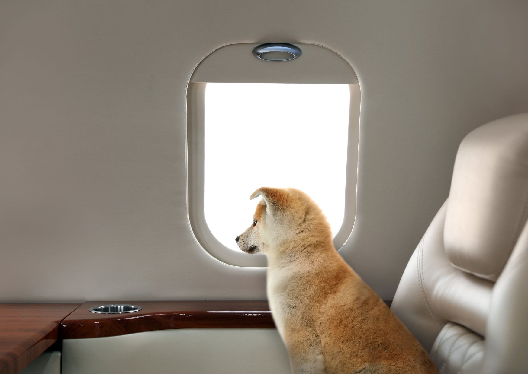 Flying Your Dog to Europe Can Cost More Than Your Own Ticket 5 flying a dog to europe 6