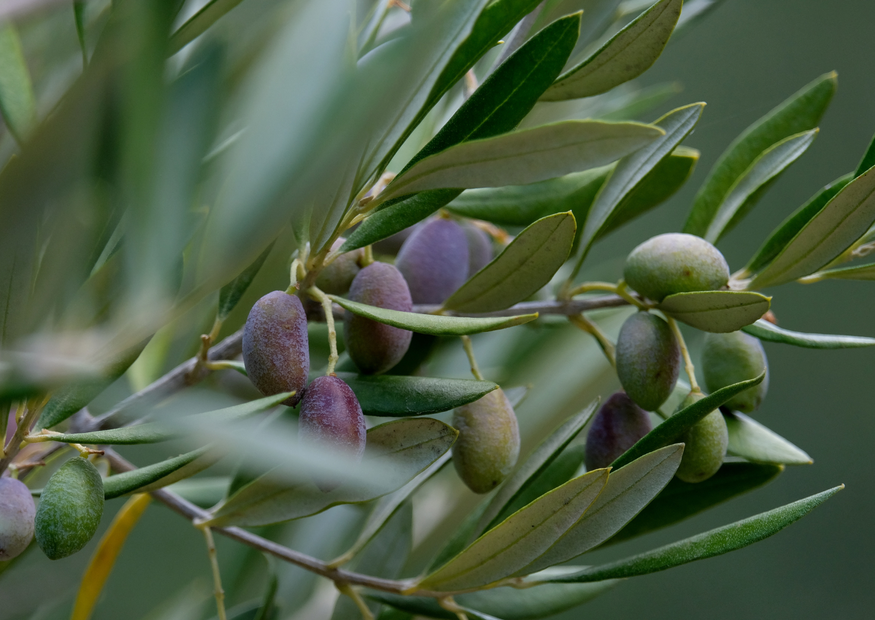 Greek olive oil 4